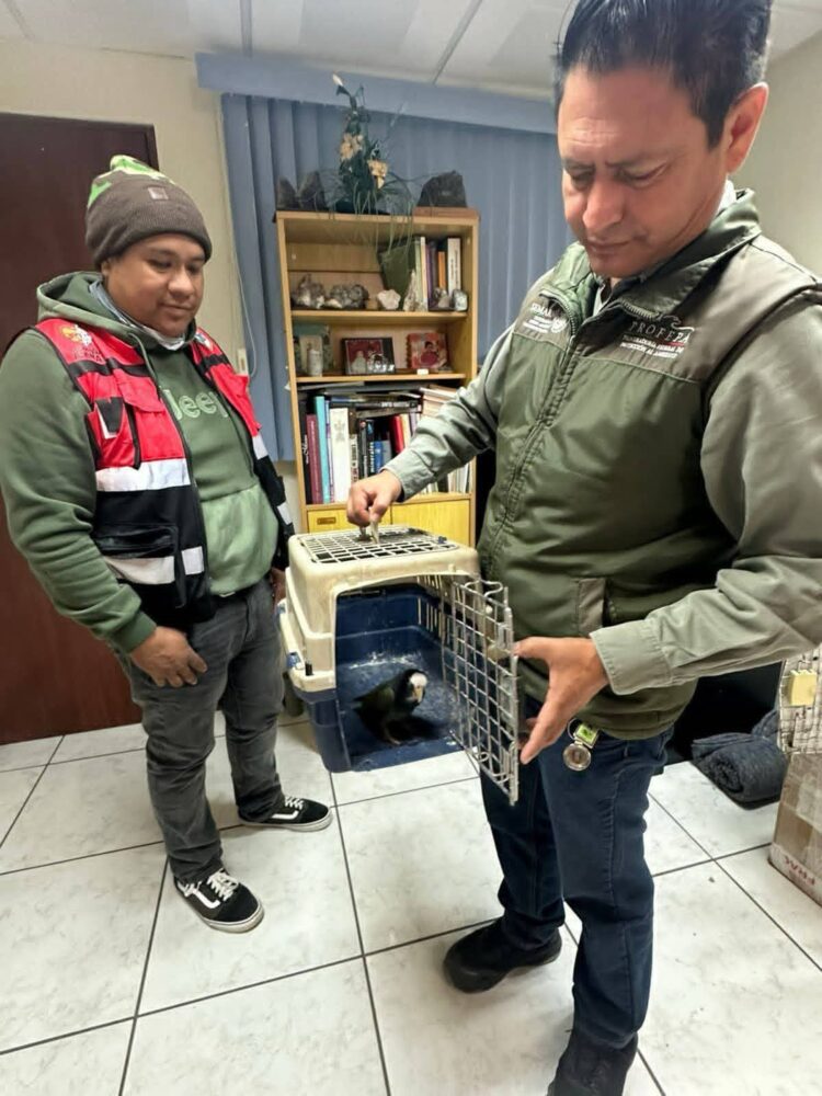 EL TALENTOSO PIANISTA VLADIMIR PETROV OFRECERÁ “UNA GALA ROMÁNTICA” EN SLP.