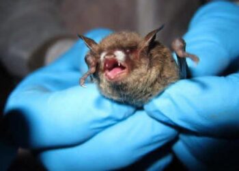 SE CONFIRMA PRIMERA MUERTE POR RABIA HUMANA DEL 2026.