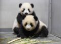 JAPÓN SE DESPIDE DE SUS ÚLTIMOS PANDAS TRAS SU REGRESO A CHINA.