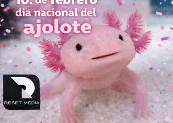 1 DE FEBRERO DÍA NACIONAL DEL AJOLOTE.