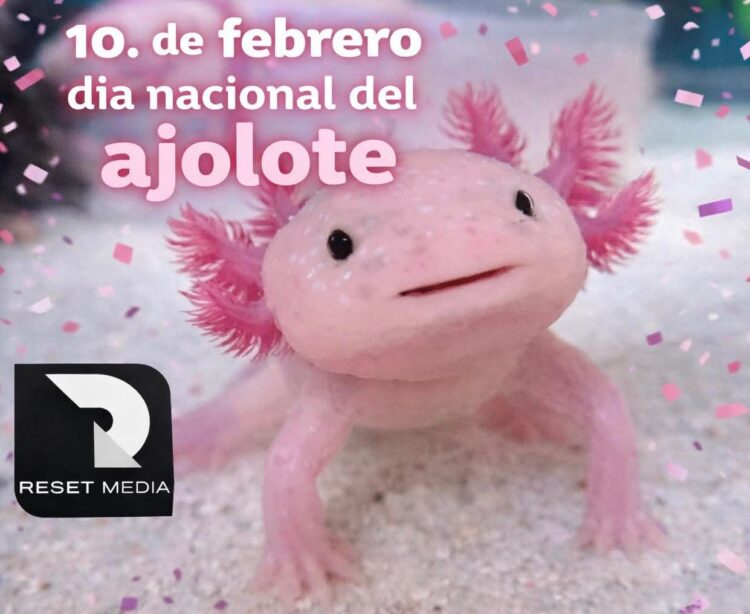1 DE FEBRERO DÍA NACIONAL DEL AJOLOTE.