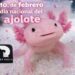 1 DE FEBRERO DÍA NACIONAL DEL AJOLOTE.