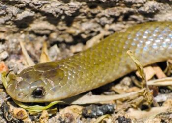 VACUNAS SUFICIENTES CONTRA EL SARAMPIÓN AFIRMA PRESIDENTA CLAUDIA SHEINBAUM.