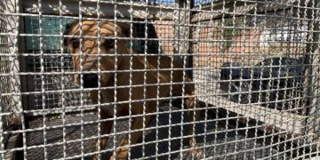 UASLP INVITA A MUJERES POTOSINAS A UNISE A SU CAMPAÑA DE VPH Y PAPANICOLAOU.