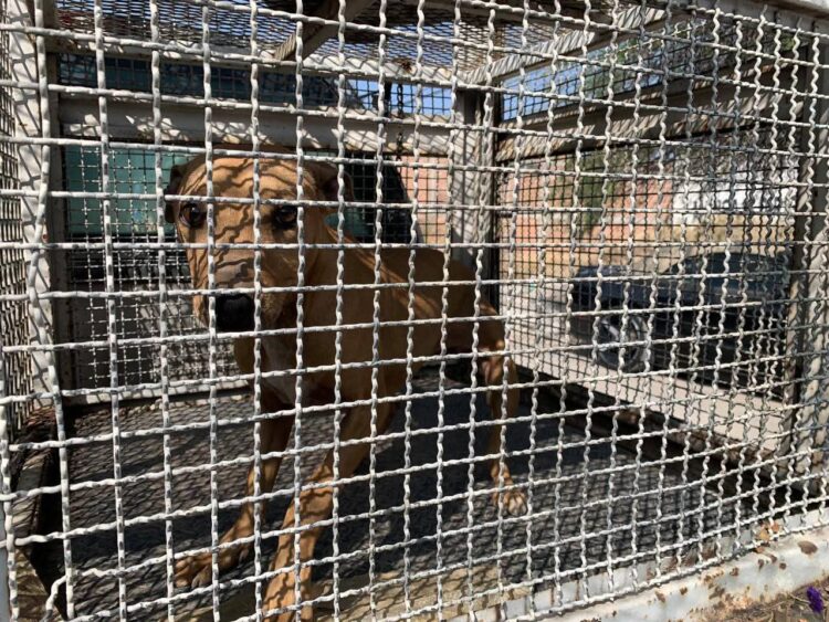 UASLP INVITA A MUJERES POTOSINAS A UNISE A SU CAMPAÑA DE VPH Y PAPANICOLAOU.