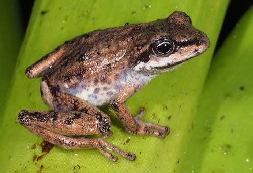RESCATAN A TRABAJADOR SUSPENDIDO EN EL PISO 34 DEL HOTEL ST. REGIS EN CDMX