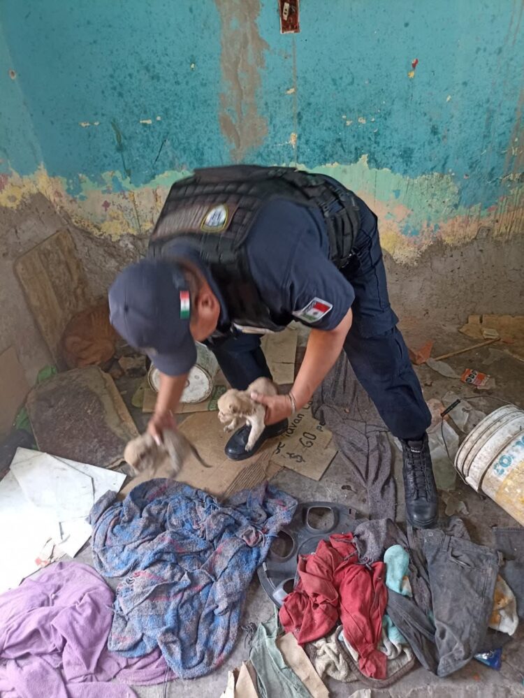 POLICÍA DE LA CAPITAL RESCATA A 10 CANINOS TRAS REPORTE CIUDADANO EN LA ZONA DEL SAUCITO.