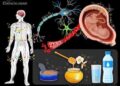 INVESTIGADORES DETECTAN MICROPLÁSTICOS EN LA SANGRE, PULMONES Y PLACENTA DE LOS SERES HUMANOS.
