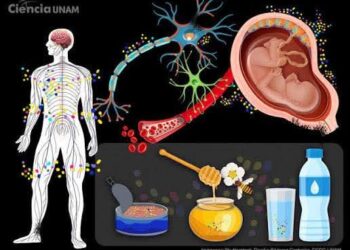 INVESTIGADORES DETECTAN MICROPLÁSTICOS EN LA SANGRE, PULMONES Y PLACENTA DE LOS SERES HUMANOS.