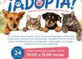 IMPULSAN JORNADA DE ADOPCIÓN RESPONSABLE EN FAVOR DEL BIENESTAR ANIMAL.