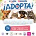 IMPULSAN JORNADA DE ADOPCIÓN RESPONSABLE EN FAVOR DEL BIENESTAR ANIMAL.