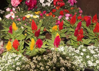 NIÑAS Y NIÑOS APRENDEN A PROTEGER LA NATURALEZA EN “POLINIZARTE”.