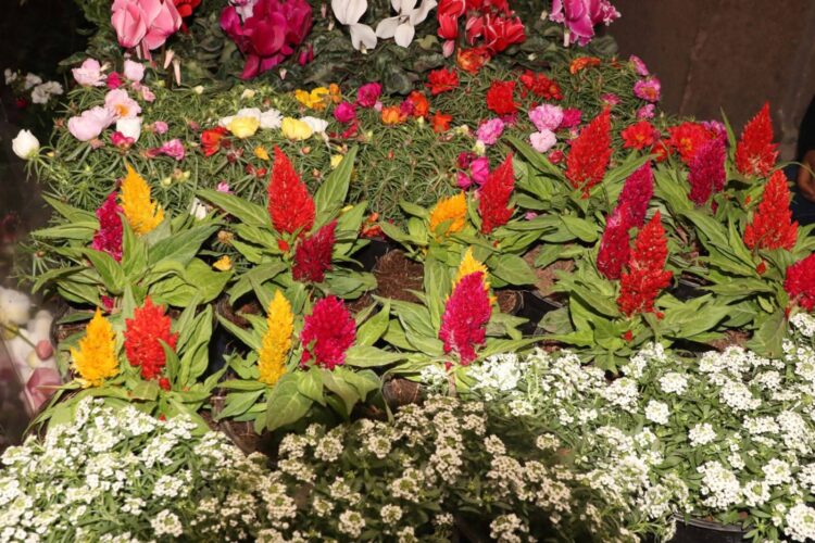 NIÑAS Y NIÑOS APRENDEN A PROTEGER LA NATURALEZA EN “POLINIZARTE”.