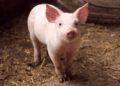 TRASPLANTE DE ÓRGANOS DE CERDO MARCA NUEVO AVANCE MÉDICO.