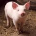 TRASPLANTE DE ÓRGANOS DE CERDO MARCA NUEVO AVANCE MÉDICO.