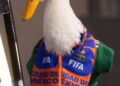 “MERLÍN”, EL PATO VIRAL DEL MUNDIAL, LLEGA A LA MAÑANERA DE CLAUDIA SHEINBAUM