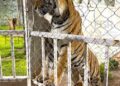DURANTE CATEO, FGR DESCUBRE LEONES, TIGRE Y JAGUAR EN CAUTIVERIO, ADEMÁS DE CIENTOS DE LLANTAS Y DECENAS DE VEHÍCULOS ROBADOS.