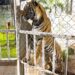 DURANTE CATEO, FGR DESCUBRE LEONES, TIGRE Y JAGUAR EN CAUTIVERIO, ADEMÁS DE CIENTOS DE LLANTAS Y DECENAS DE VEHÍCULOS ROBADOS.
