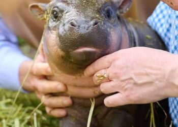 NACE CRÍA DE HIPOPÓTAMO PIGMEO EN ALEMANIA.