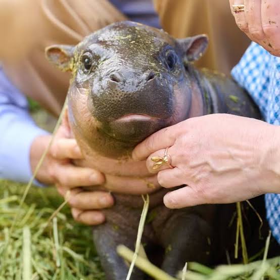 NACE CRÍA DE HIPOPÓTAMO PIGMEO EN ALEMANIA.