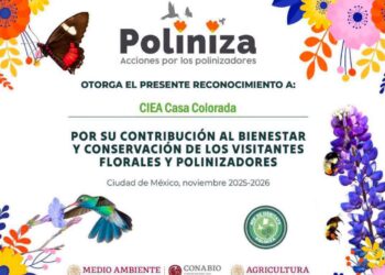 APRUEBA CONGRESO REFORMA PARA DEFINIR LOS SISTEMAS DE RETENCIÓN INFANTIL Y FORTALECER LA SEGURIDAD VIAL