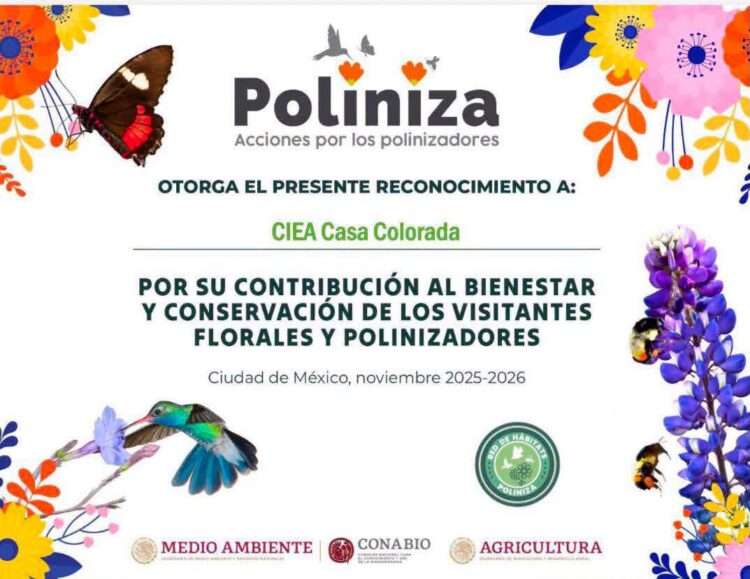 APRUEBA CONGRESO REFORMA PARA DEFINIR LOS SISTEMAS DE RETENCIÓN INFANTIL Y FORTALECER LA SEGURIDAD VIAL