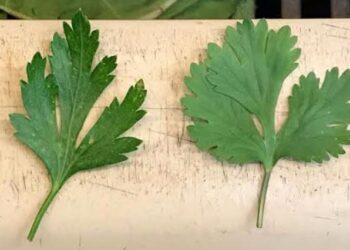 TRAS DESCARTAR LA LECHUGA, AHORA EU INVESTIGA CILANTRO Y PEREJIL MEXICANO POR CICLOSPORIASIS.