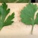 TRAS DESCARTAR LA LECHUGA, AHORA EU INVESTIGA CILANTRO Y PEREJIL MEXICANO POR CICLOSPORIASIS.