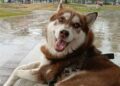 ¡INSÓLITO! UN HUSKY LOGRA PENSIÓN ALIMENTICIA TRAS DIVORCIO DE SUS DUEÑOS.