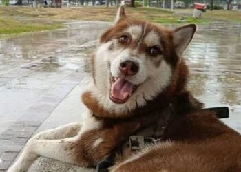 ¡INSÓLITO! UN HUSKY LOGRA PENSIÓN ALIMENTICIA TRAS DIVORCIO DE SUS DUEÑOS.