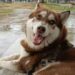 ¡INSÓLITO! UN HUSKY LOGRA PENSIÓN ALIMENTICIA TRAS DIVORCIO DE SUS DUEÑOS.