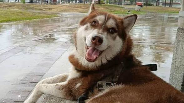 ¡INSÓLITO! UN HUSKY LOGRA PENSIÓN ALIMENTICIA TRAS DIVORCIO DE SUS DUEÑOS.