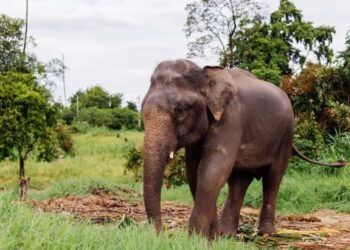 SANDRO, EL ELEFANTE QUE DESPUÉS DE 44 AÑOS EN UN ZOOLÓGICO DESCUBRE UNA NUEVA VIDA EN LIBERTAD.