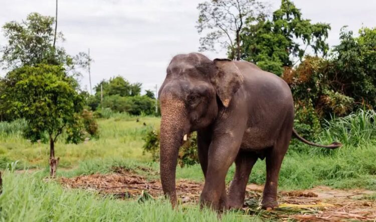 SANDRO, EL ELEFANTE QUE DESPUÉS DE 44 AÑOS EN UN ZOOLÓGICO DESCUBRE UNA NUEVA VIDA EN LIBERTAD.