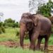 SANDRO, EL ELEFANTE QUE DESPUÉS DE 44 AÑOS EN UN ZOOLÓGICO DESCUBRE UNA NUEVA VIDA EN LIBERTAD.