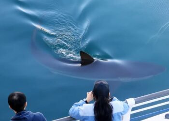 BUKANGI, LA TIBURONA QUE CONQUISTÓ A UNA CIUDAD Y AHORA LUCHA POR REGRESAR AL MAR
