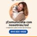HABILITAN WHATSAPP PARA REPORTES, ADOPCIONES Y SERVICIOS DE BIENESTAR ANIMAL EN SLP