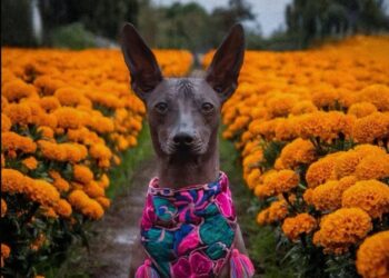 EL PERRO QUE GUÍA LAS ALMAS AL MÁS ALLÁ, MÉXICO PROTEGE EL LEGADO DEL XOLOITZCUINTLE.